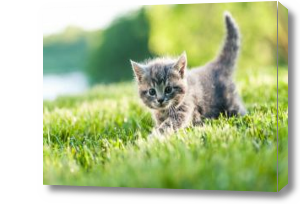 Картина Котенок