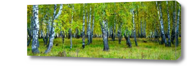 Картина Березовый лес
