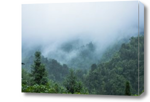 Картина Туман и лес