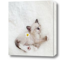 Картина Котенок