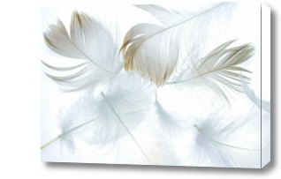 Картина перья птиц